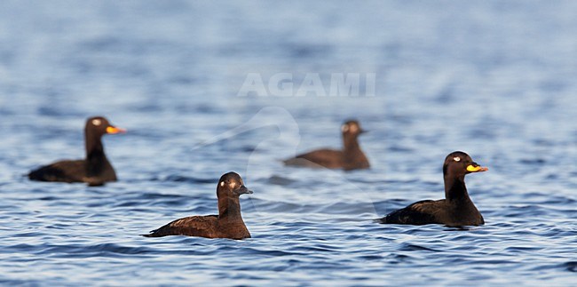 Grote ZeeÃ«end paartjes zwemmend; Velvet Scoter pairs swimming stock-image by Agami/Markus Varesvuo,