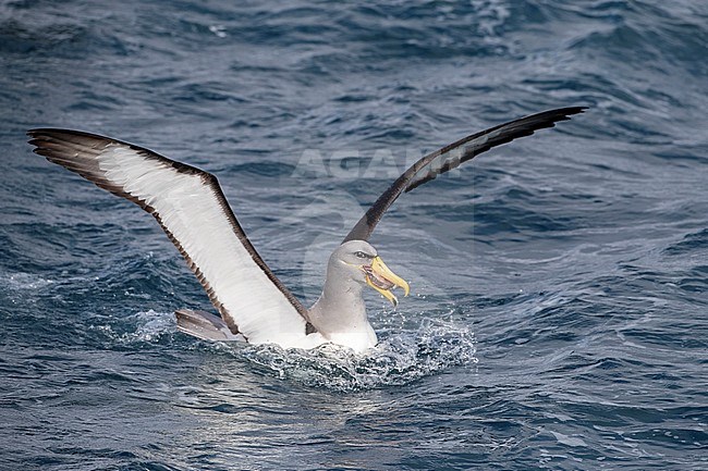 Chatham Albatross (Thalassarche eremita) at sea off the Chatham Islands in New Zealand. Adult sitting on the sea, eating fish scraps. stock-image by Agami/Marc Guyt,