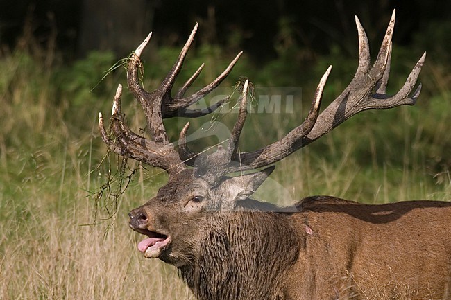 Red Deer male roaring; Edelhert man burlend stock-image by Agami/Han Bouwmeester,