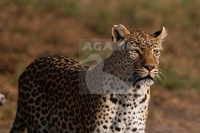 Portrait of an alert leopard, Panthera pardus. Khwai Concession, Okavango Delta, Botswana. stock-image by Agami/Sergio Pitamitz,