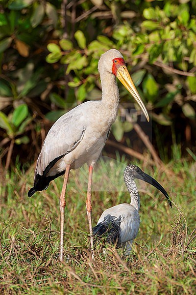 Yellow-billed Stork (Mycteria ibis) in the Gambia. Wading in shallow water. stock-image by Agami/Marc Guyt,