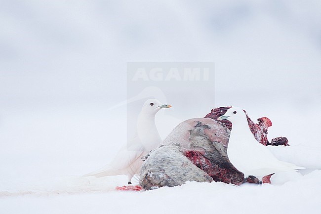 Freshly killed Ringed Seal (Pusa hispida) and partly eaten by Polar Bear on Svalbard, North Pole. Now Ivory Gulls feats on the left overs. stock-image by Agami/Pieter-Jan D'Hondt ,