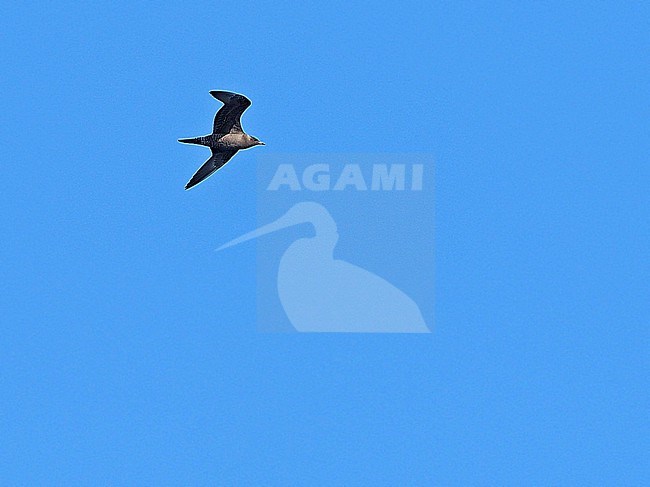 Immature Long-tailed skua  (Stercorarius longicaudus) during autumn migration in the Banda Sea, Indonesia. stock-image by Agami/James Eaton,