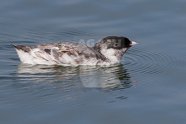 Ancient Murrelet, swimming in Hokkaido, Japan stock-image by Agami/Stuart Price,