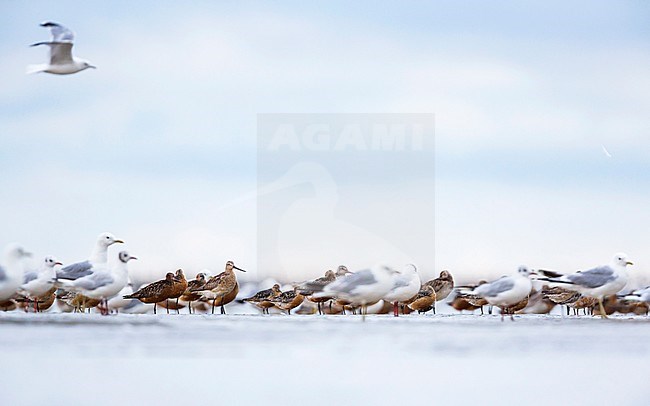 Common Gull, Red Knot and Bar-tailed godwit in the German Wadden Sea. stock-image by Agami/Ralph Martin,