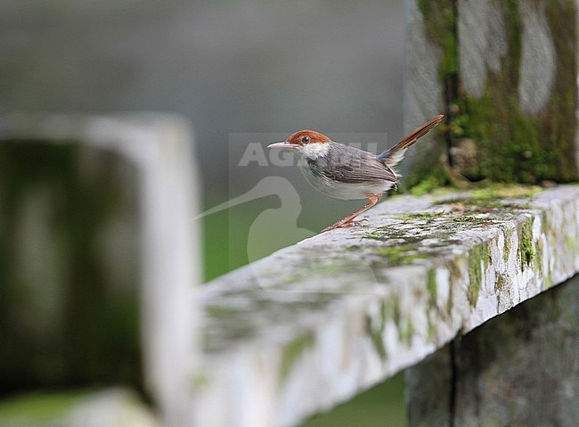 Rufous-tailed Tailorbird (Orthotomus sericeus) perched on a wooden fench in Danum valley, Sabah, Borneo. stock-image by Agami/James Eaton,