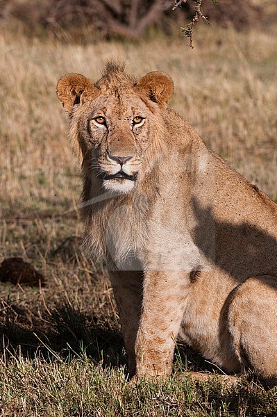 Portrait of a male lion, Panthera leo, looking at the camera. Masai Mara National Reserve, Kenya. stock-image by Agami/Sergio Pitamitz,