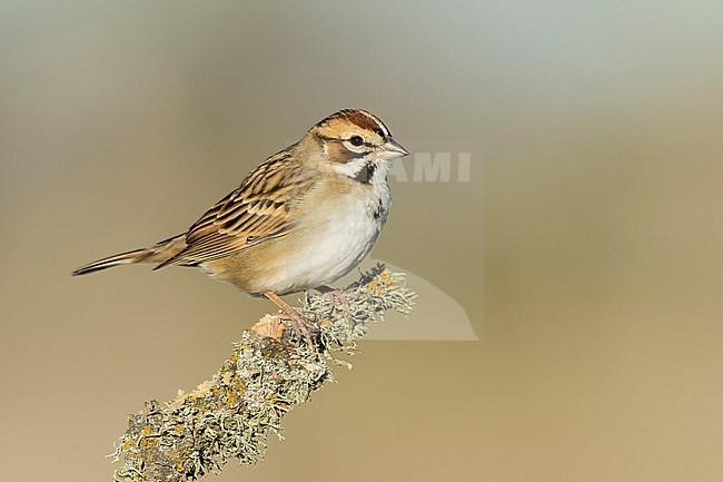 Adult
Santa Barbara Co., CA
November 2022 stock-image by Agami/Brian E Small,