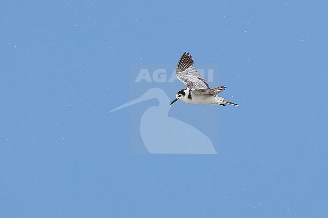 Black Tern (Chlidonias niger) in flight, 1st historical record for Botswana stock-image by Agami/Tomas Grim,
