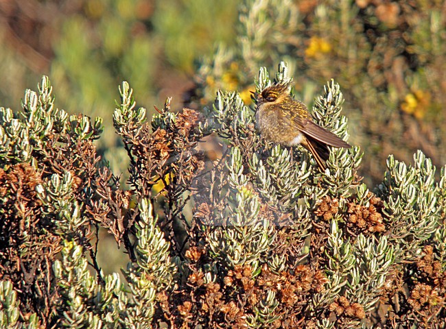 Purperbaardhelmkolibrie, Buffy Helmetcrest, Oxypogon stuebelii stock-image by Agami/Pete Morris,