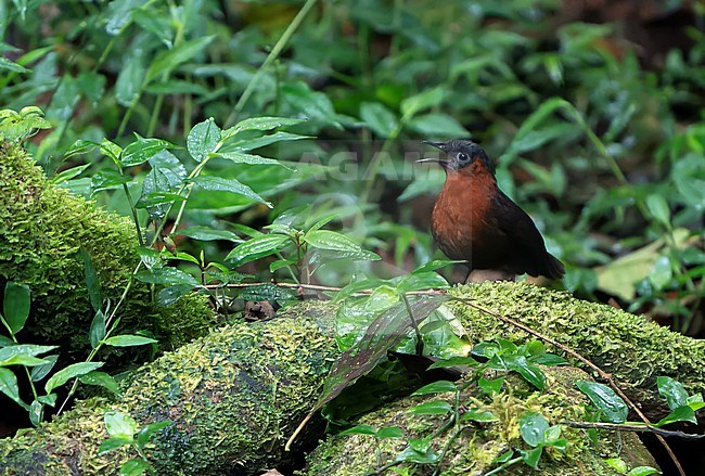 Northern Chestnut-breasted Wren (Cyphorhinus dichrous) in Colombia. stock-image by Agami/Dani Lopez-Velasco,