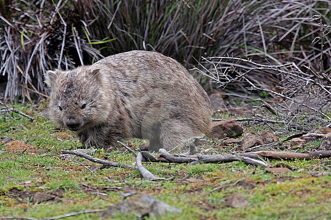 Common wombat stock-image by Agami/Pete Morris,