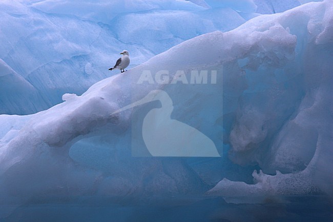 Drieteenmeeuw; Black-legged Kittiwake, Rissa tridactyla stock-image by Agami/Danny Green,
