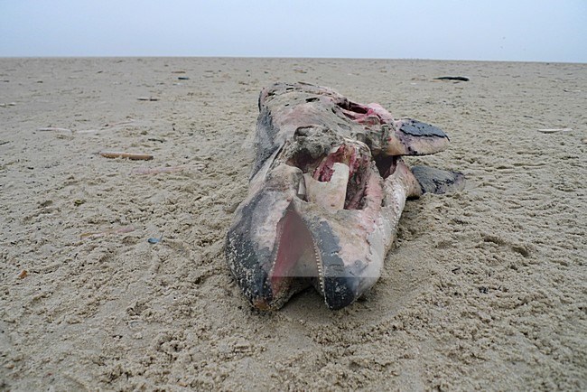 Bruinvis dood strand Terschelling; Harbor porpoise dead beach stock-image by Agami/Harvey van Diek,