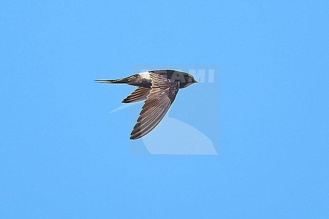 White-rumped Swift (Apus caffer) flying against a blue sky as a background, Spain stock-image by Agami/Tomas Grim,
