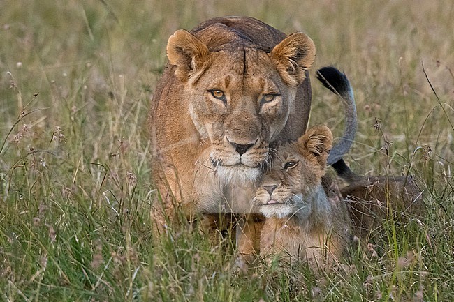 A lioness, Panthera leo, greeted by the her cubs upon her return, Masai Mara, Kenya. Kenya. stock-image by Agami/Sergio Pitamitz,