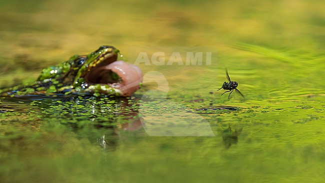 Green frog unknown, (Pelophylax spec.) hunting for a fly stock-image by Agami/Lennart Verheuvel,