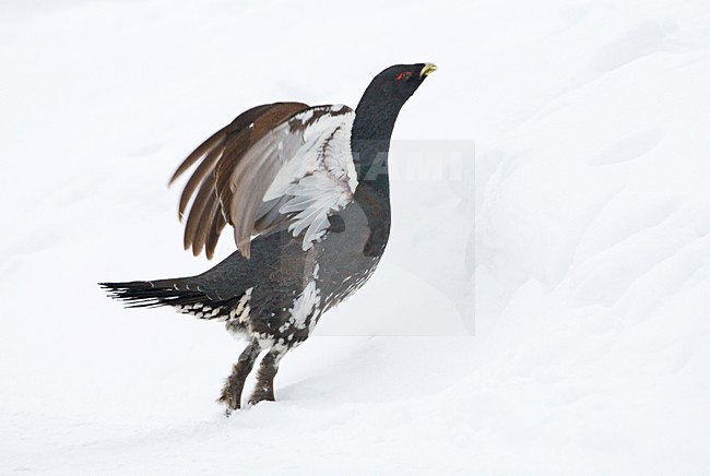 Capercaillie, Auerhoen stock-image by Agami/Marc Guyt,