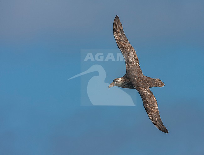 Southern Giant Petrel, Macronectes giganteus, in the south Atlantic ocean. stock-image by Agami/Marc Guyt,