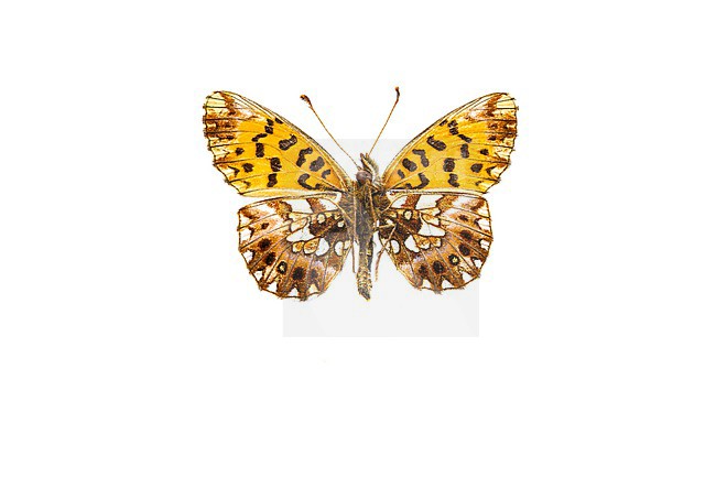 Weaver's Fritillary; Paarse parelmoervlinder, Boloria dia stock-image by Agami/Wil Leurs,