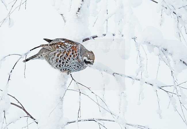 Mannetje Hazelhoen foeragerend in besneeuwde struiken; Male Hazel Grouse feeding in snow covered trees stock-image by Agami/Markus Varesvuo,