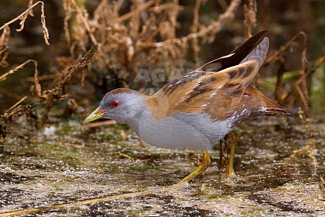 Klein Waterhoen; Little Crake; Porzana parva stock-image by Agami/Daniele Occhiato,
