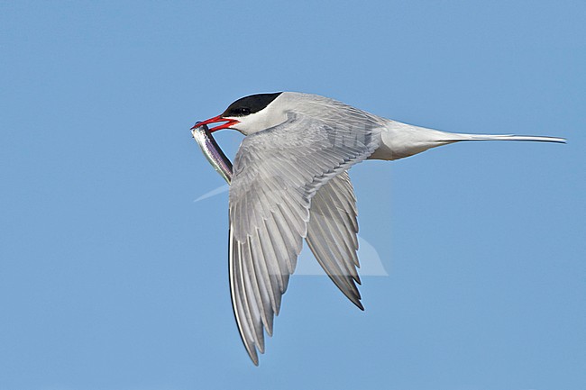 Arctic Tern (Strena paradisaea) flying in Churchill, Manitoba, Canada. stock-image by Agami/Glenn Bartley,