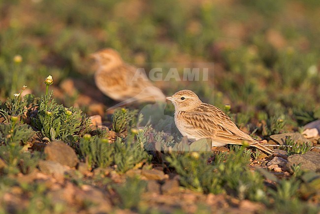 Short-toed Lark - Kurzzehenlerche - Calandrella brachydactyla ssp. rubiginosa, Morocco, adult stock-image by Agami/Ralph Martin,