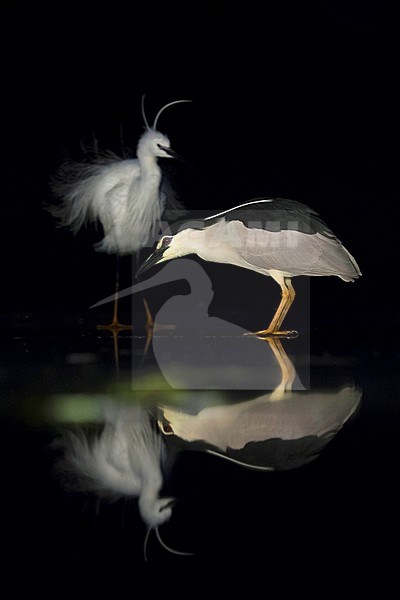 Kwak staand op ijs met Kleine Zilverreiger in achtergrond; Black-crowned Night Heron standing on ice with Little Egret in background stock-image by Agami/Marc Guyt,