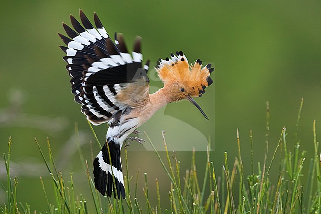 Hop; Hoopoe; Upupa epops stock-image by Agami/Daniele Occhiato,