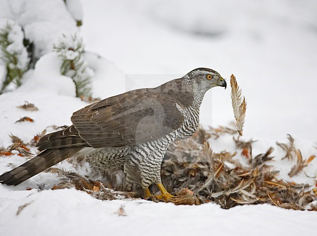 Northern Goshawk perched on prey; Havik zittend op prooi stock-image by Agami/Markus Varesvuo,