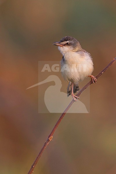 Plain Prinia (Prinia inornata) stock-image by Agami/Dubi Shapiro,