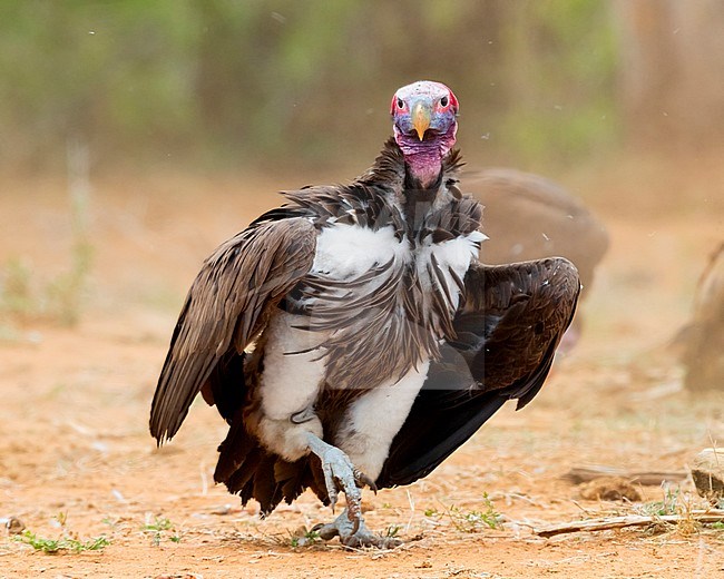 Lappet-faced vulture (Torgos tracheliotos), front view of an adult walking on the ground, Mpumalanga, South Africa stock-image by Agami/Saverio Gatto,