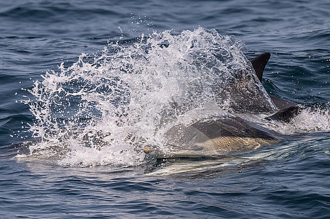 Playing Common dolphins (Delphinus delphis), with the sea and splashes as background. stock-image by Agami/Sylvain Reyt,