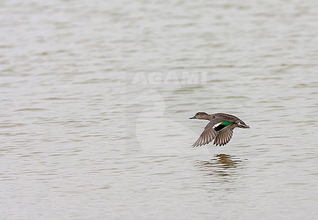 Eurasian Teal, Anas crecca, on Texel, Netherlands. stock-image by Agami/Marc Guyt,