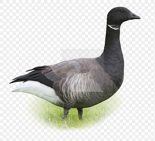 Dark-bellied Brent Goose - Dunkelbäuchige Ringelgans - Branta bernicla ssp. bernicla, Germany, adult stock-image by Agami/Ralph Martin,