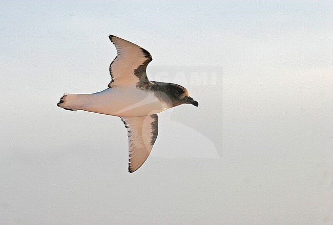 Antarctic Petrel (Thalassoica antarctica) flying over the southern Atlantic ocean. stock-image by Agami/Pete Morris,