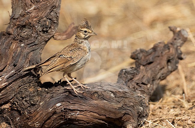Immature Theklaleeuwerik (Galerida theklae) in Spannish steppes stock-image by Agami/Marc Guyt,