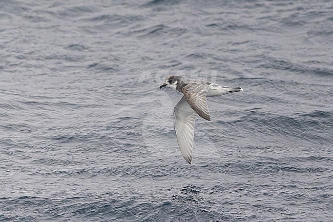Blue petrel (Halobaena caerulea) off South Georgia. stock-image by Agami/Pete Morris,