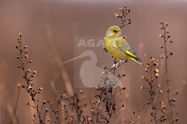 European greenfinch (Chloris chloris) in Italy. stock-image by Agami/Daniele Occhiato,
