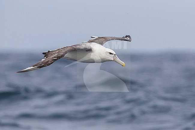 Shy Albatross (Thalassarche cauta), side view of an immature in flight, Western Cape, South Africa stock-image by Agami/Saverio Gatto,