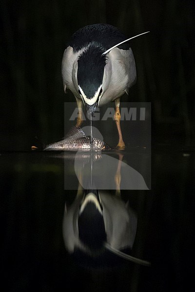 Kwak vangt vis; Black-crowned Night Heron catching fish stock-image by Agami/Marc Guyt,
