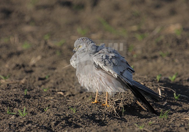 Mannetje Grauwe Kiekendief zittend in akker; Male Montagus Harrier perched in pasture stock-image by Agami/Reint Jakob Schut,