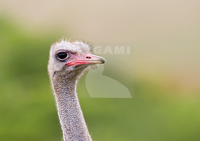 Ostrich (Struthio camelus) portrait standing against a green natural background in South Africa. stock-image by Agami/Marc Guyt,