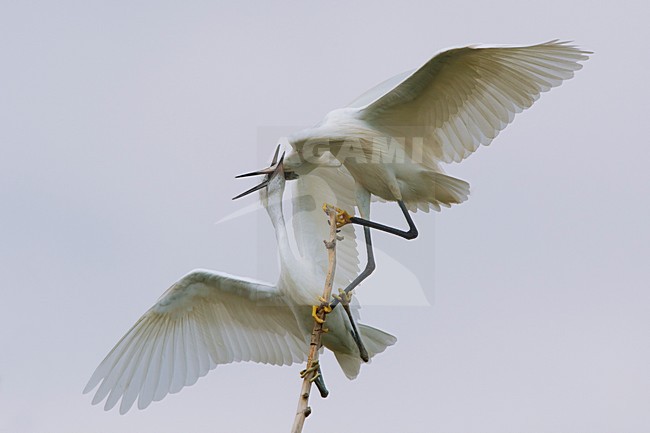 Vechtende Kleine Zilverreiger in kolonie; Little Egrets fighting in colony stock-image by Agami/Daniele Occhiato,