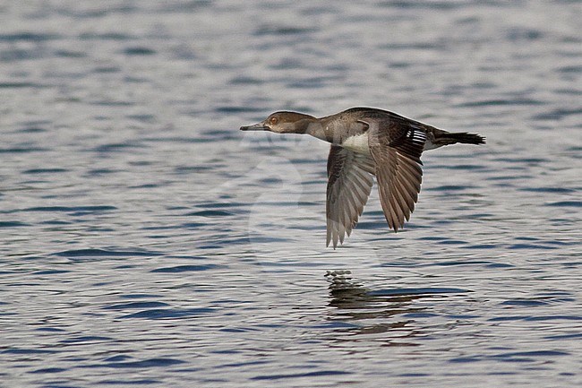 Hooded Merganser (Lophodytes cucullatus) flying in Victoria, BC, Canada. stock-image by Agami/Glenn Bartley,