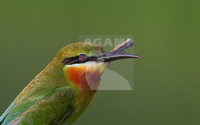 Blue-tailed Bee-eater (Merops philippinus) headshot of a bird perched on stick at Petchaburi, Thailand stock-image by Agami/Helge Sorensen,