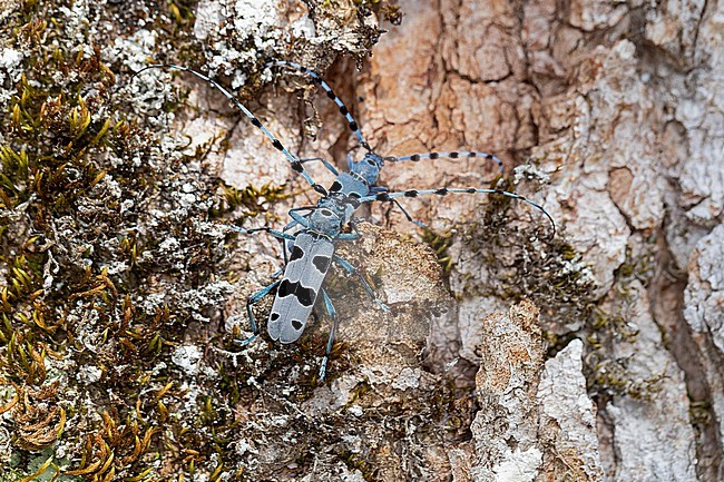 Mating Rosalia longicorn (Rosalia alpina) in Bavarian Alps in Germany stock-image by Agami/Mathias Putze,