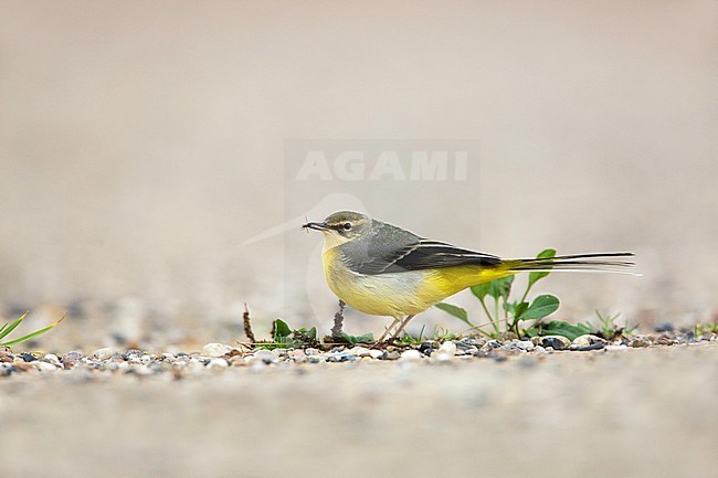 Grote Gele Kwikstaart; Grey Wagtail; Motacilla cinerea stock-image by Agami/Arie Ouwerkerk,
