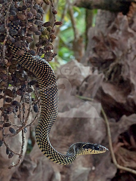 Speckled Racer, Drymobius margaritiferus stock-image by Agami/Alex Vargas,